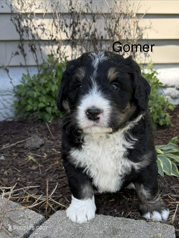 Gomer – Bernedoodle puppy for sale in Sibley, IL