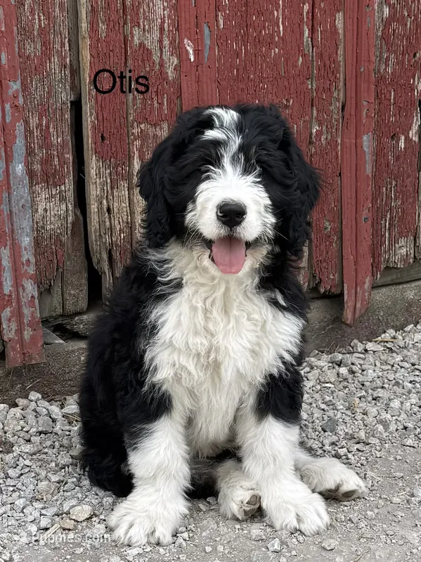 Otis – Bernedoodle puppy for sale in Sibley, IL