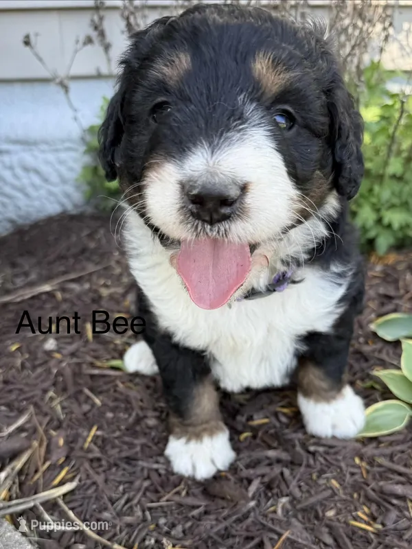 Aunt Bee – Bernedoodle puppy for sale in Sibley, IL