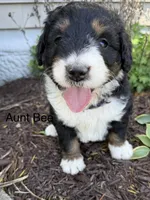 Aunt Bee, a female Bernedoodle for sale in Sibley, IL – 6 of 7
