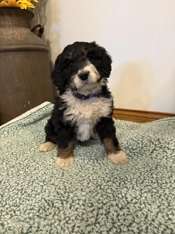 Aunt Bee – Bernedoodle puppy for sale in Sibley, IL