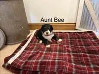 Aunt Bee, a female Bernedoodle for sale in Sibley, IL – Photo 3 of 3