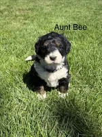 Aunt Bee, a female Bernedoodle for sale in Sibley, IL – Photo 2 of 3