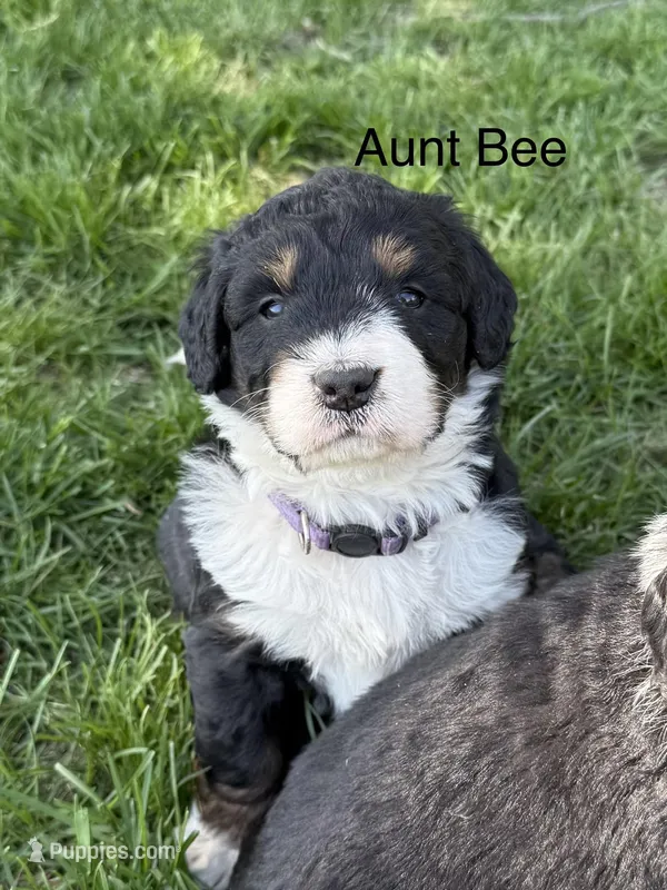Aunt Bee – Bernedoodle puppy for sale in Sibley, IL