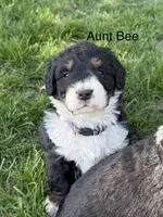Aunt Bee, a female Bernedoodle for sale in Sibley, IL – Photo 1 of 3