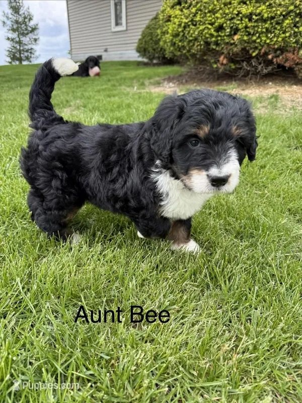 Aunt Bee – Bernedoodle puppy for sale in Sibley, IL