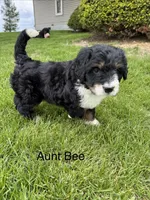 Aunt Bee, a female Bernedoodle for sale in Sibley, IL – 4 of 7