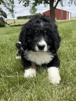 Ernest, a male Bernedoodle for sale in Sibley, IL – 5 of 9