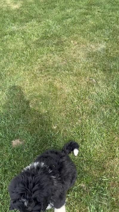 Ernest, a male Bernedoodle for sale in Sibley, IL – 2 of 9