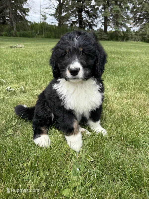 Ernest – Bernedoodle puppy for sale in Sibley, IL
