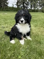 Ernest, a male Bernedoodle for sale in Sibley, IL – 3 of 9