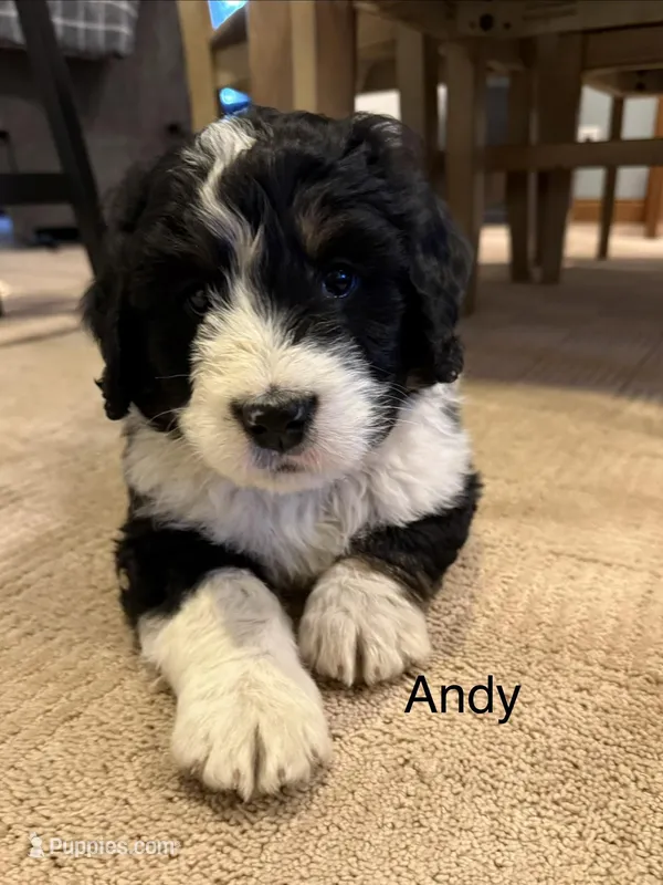Andy – Bernedoodle puppy for sale in Sibley, IL
