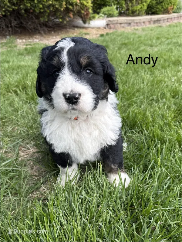 Andy – Bernedoodle puppy for sale in Sibley, IL