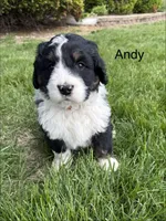 Andy, a male Bernedoodle for sale in Sibley, IL – 4 of 8