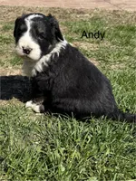 Andy, a male Bernedoodle for sale in Sibley, IL – Photo 2 of 3