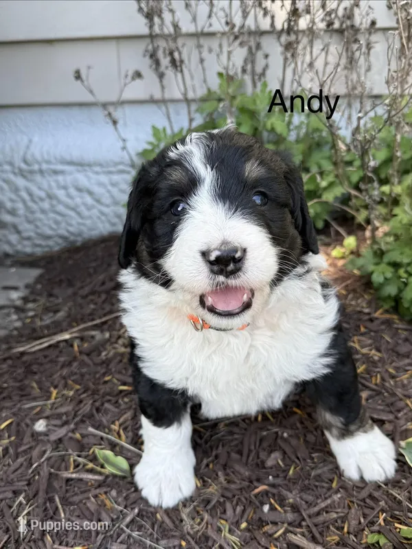 Andy – Bernedoodle puppy for sale in Sibley, IL