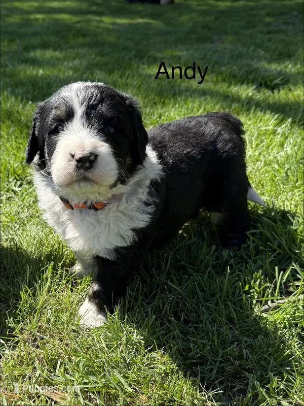 Andy – Bernedoodle puppy for sale in Sibley, IL
