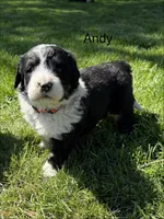 Andy, a male Bernedoodle for sale in Sibley, IL – Photo 1 of 3