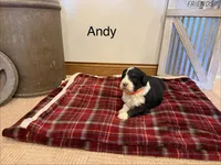 Andy, a male Bernedoodle for sale in Sibley, IL – Photo 3 of 3