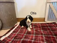 Otis, a male Bernedoodle for sale in Sibley, IL – Photo 3 of 3