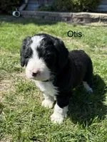 Otis, a male Bernedoodle for sale in Sibley, IL – Photo 2 of 3