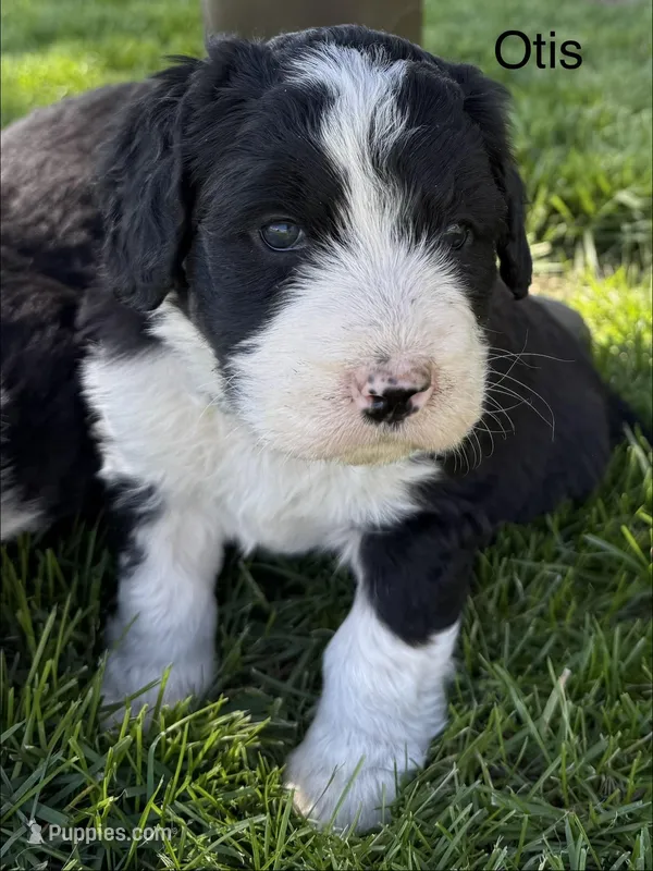 Otis – Bernedoodle puppy for sale in Sibley, IL