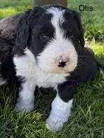 Otis, a male Bernedoodle for sale in Sibley, IL – Photo 1 of 3