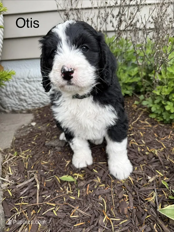 Otis – Bernedoodle puppy for sale in Sibley, IL