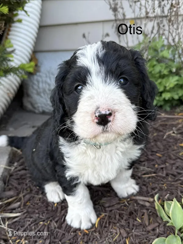Otis – Bernedoodle puppy for sale in Sibley, IL