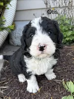 Otis, a male Bernedoodle for sale in Sibley, IL – 7 of 10