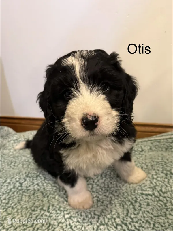 Otis – Bernedoodle puppy for sale in Sibley, IL