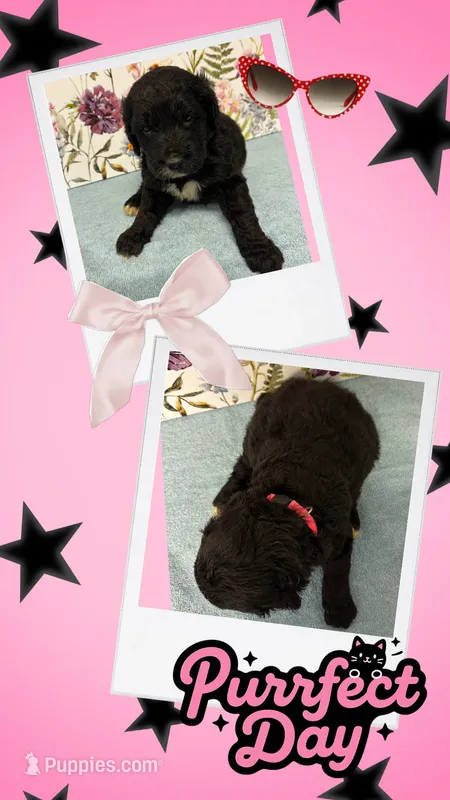Willows pink collar girl – Goldendoodle puppy for sale in Ehrhardt, SC
