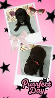 Willows pink collar girl, a female Goldendoodle for sale in Ehrhardt, SC – 2 of 4