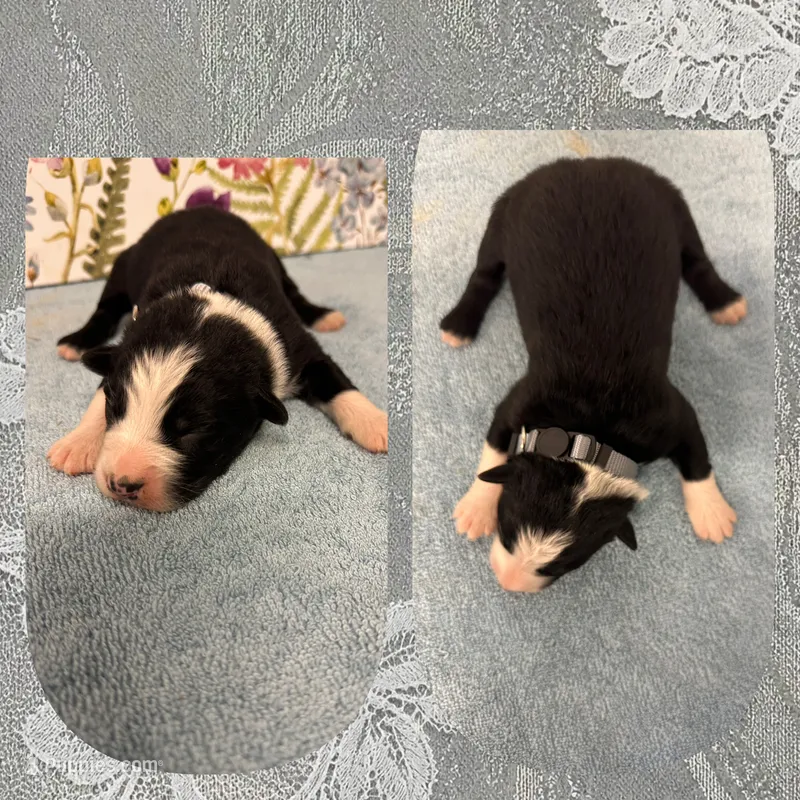 Callie’s grey boy – Australian Shepherd puppy for sale in Ehrhardt, SC