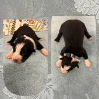 Callie’s grey boy, a male Australian Shepherd for sale in Ehrhardt, SC – 1 of 1
