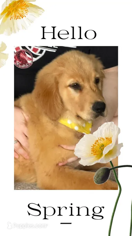 Violets yellow boy – Golden Retriever puppy for sale in Ehrhardt, SC