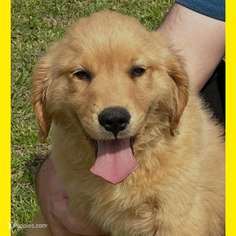 Violets yellow boy – Golden Retriever puppy for sale in Ehrhardt, SC