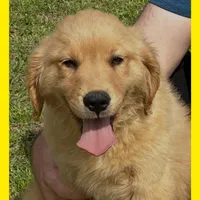 Violets yellow boy, a male Golden Retriever for sale in Ehrhardt, SC – Photo 2 of 2