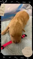 Violets pink girl, a female Golden Retriever for sale in Ehrhardt, SC – Photo 3 of 3