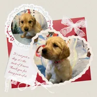 Violets pink girl, a female Golden Retriever for sale in Ehrhardt, SC – Photo 1 of 3