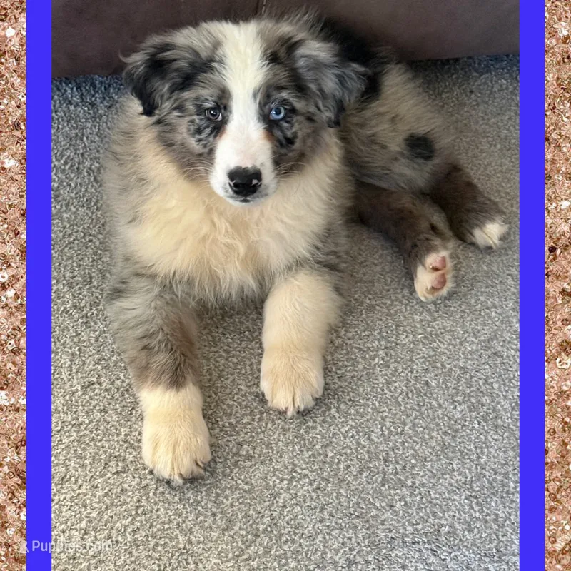 Callie’s blue boy – Australian Shepherd puppy for sale in Ehrhardt, SC