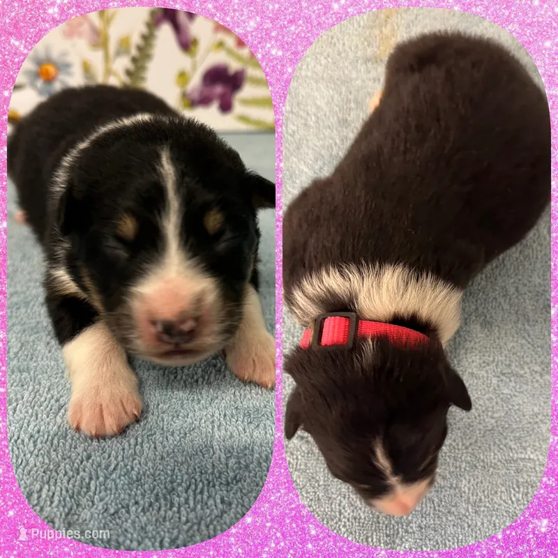 Callie’s pink girl – Australian Shepherd puppy for sale in Ehrhardt, SC