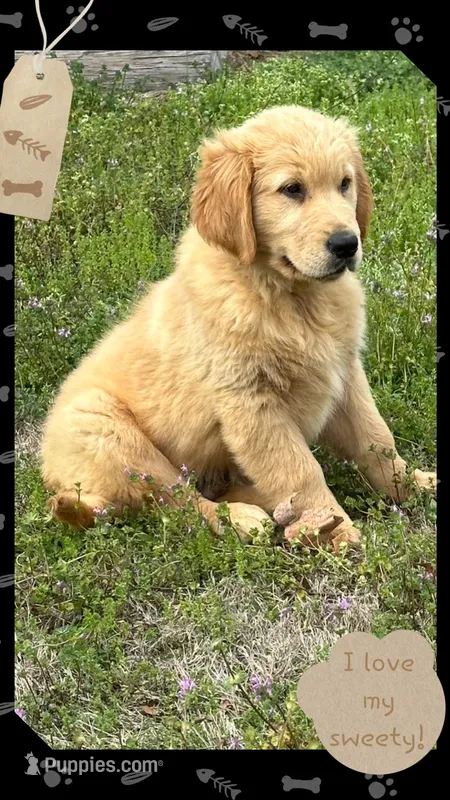 Peaches dark green – Golden Retriever puppy for sale in Ehrhardt, SC