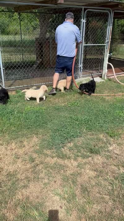 Mercy, a female Goldendoodle for sale in Ehrhardt, SC – 2 of 2