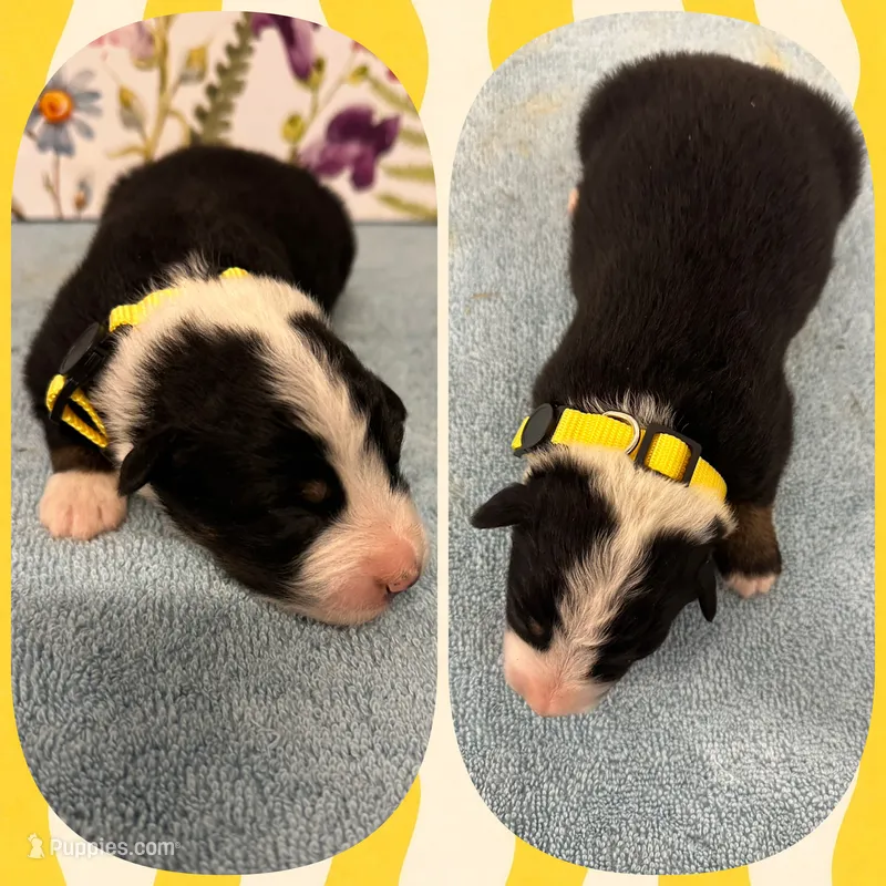 Callie’s yellow male – Australian Shepherd puppy for sale in Ehrhardt, SC