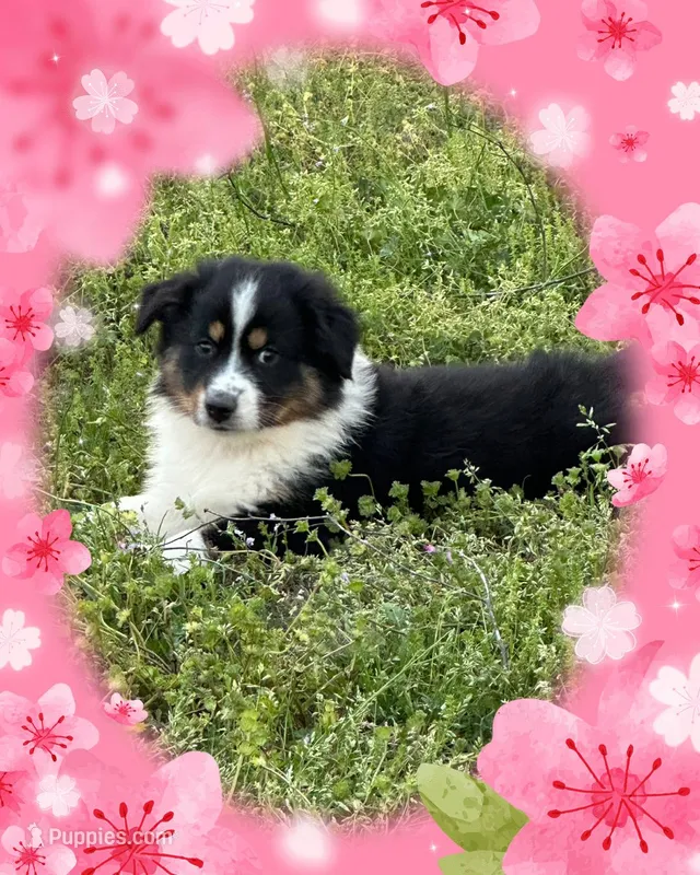 Jojos pink girl – Australian Shepherd puppy for sale in Ehrhardt, SC