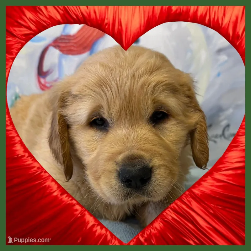 Peaches Dark green boy