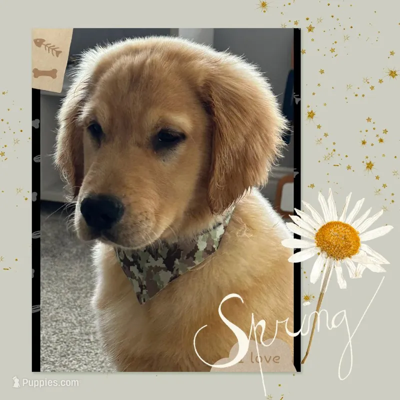 Violets grey boy – Golden Retriever puppy for sale in Ehrhardt, SC