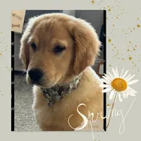 Violets grey boy, a male Golden Retriever for sale in Ehrhardt, SC – Photo 1 of 2