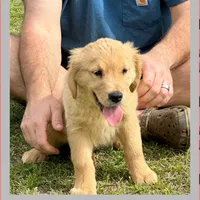 Violets grey boy, a male Golden Retriever for sale in Ehrhardt, SC – Photo 2 of 2